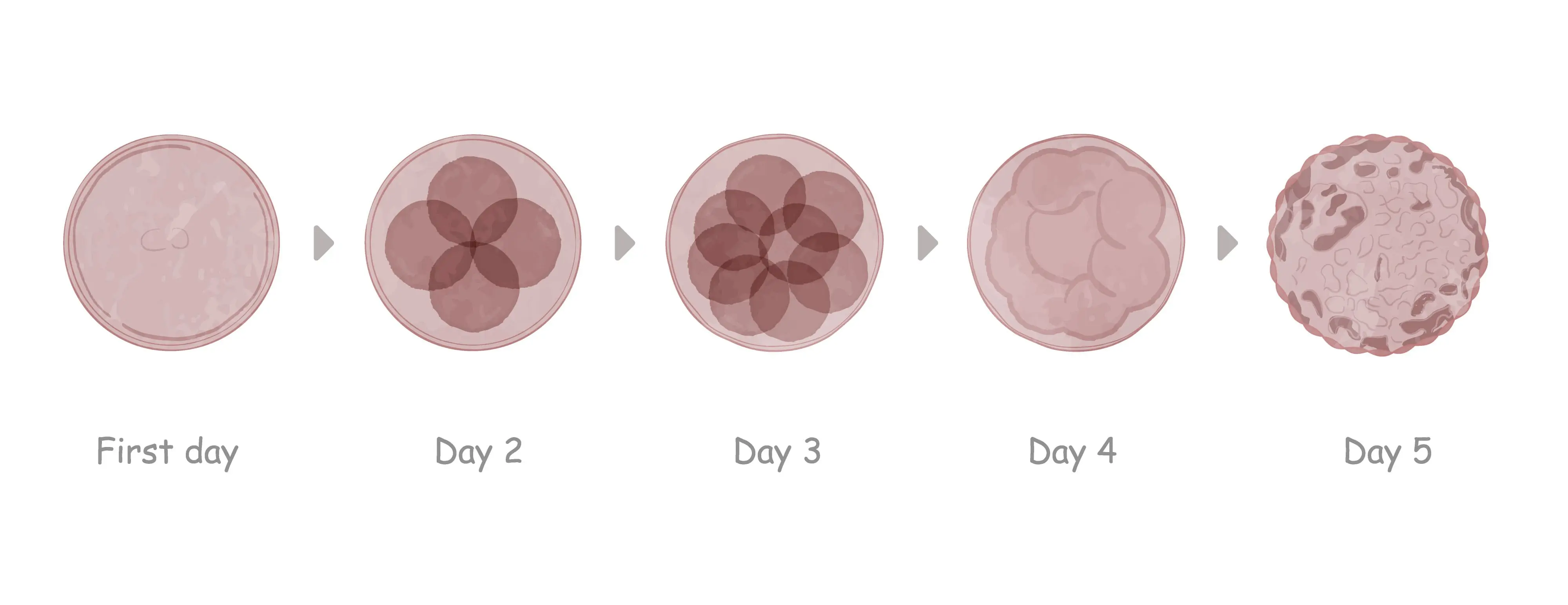 Embryo Grading Process